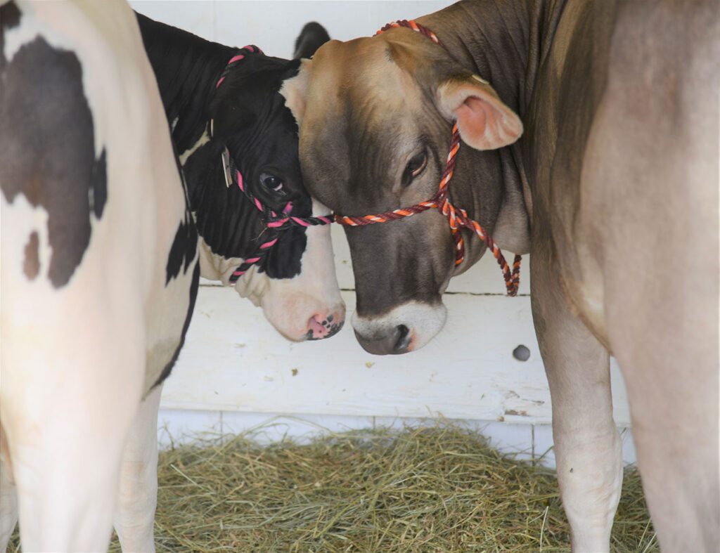 loudoun-co-fair-1