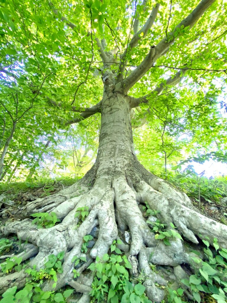 2023 Arbor Day Photo Contest Winner-Photo by Kari Bennett