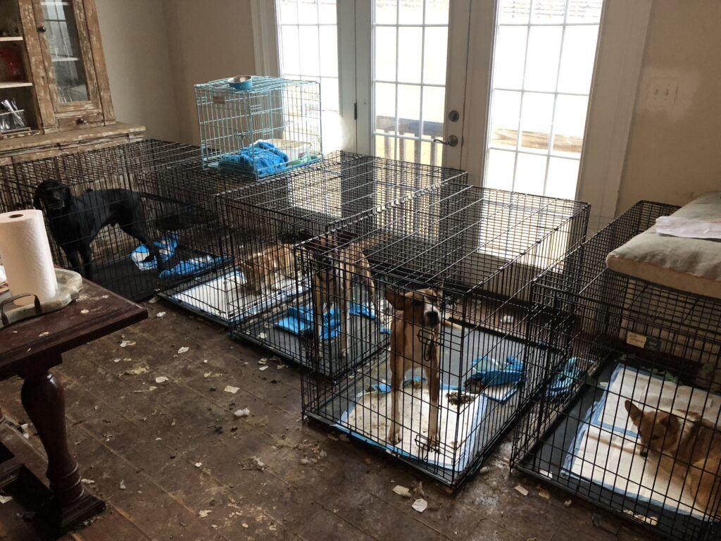 LCAS Animal Cruelty Investigation-Round Hill- Dogs in Cages