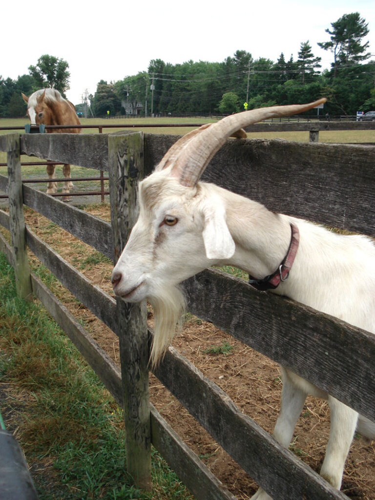 frying-pan-park-goat